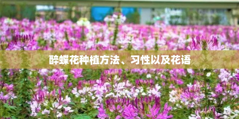 醉蝶花种植方法、习性以及花语