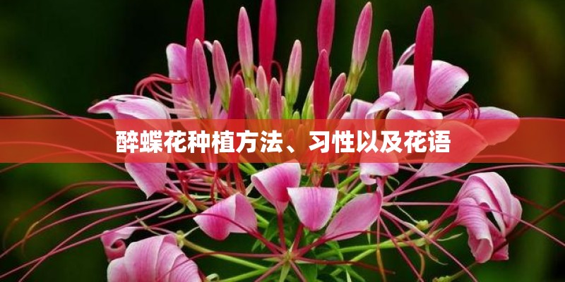 醉蝶花种植方法、习性以及花语
