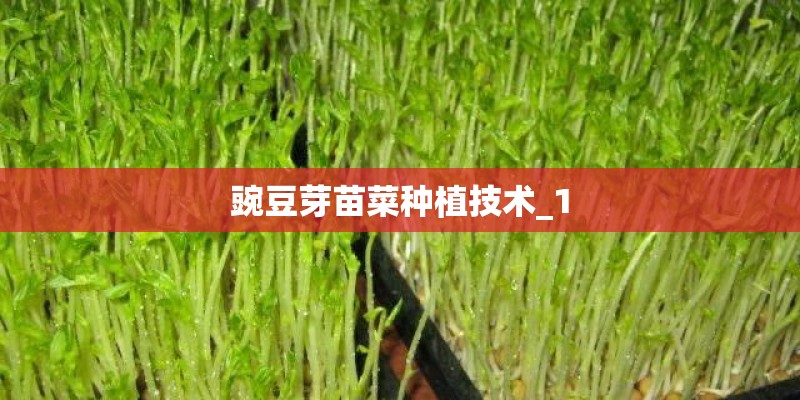 豌豆芽苗菜种植技术_1