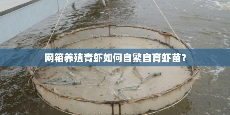 网箱养殖青虾如何自繁自育虾苗？