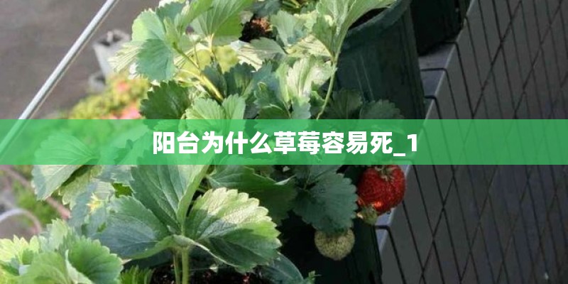 阳台为什么草莓容易死_1