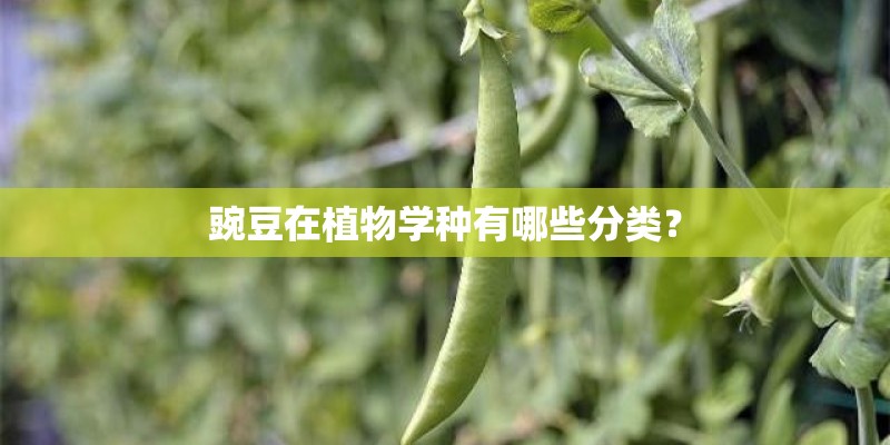 豌豆在植物学种有哪些分类？