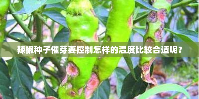 辣椒种子催芽要控制怎样的温度比较合适呢？