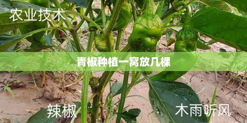 青椒种植一窝放几棵