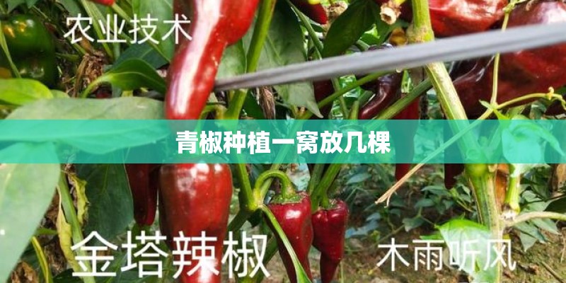 青椒种植一窝放几棵 青椒种植一窝放几棵