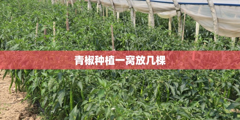 青椒种植一窝放几棵 青椒种植一窝放几棵