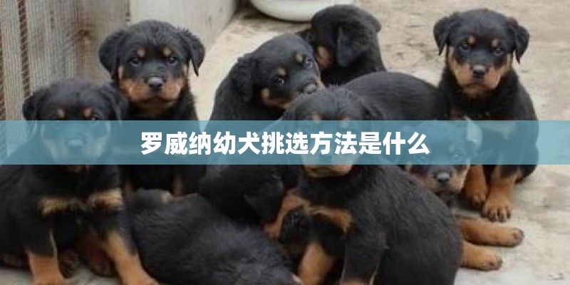 罗威纳幼犬挑选方法是什么