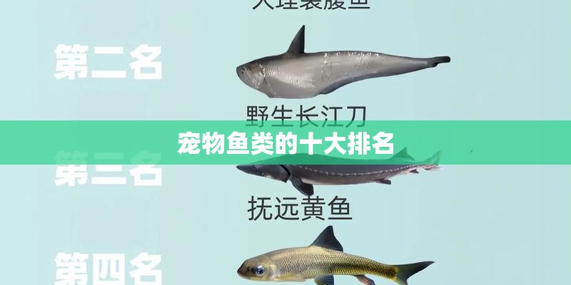 宠物鱼类的十大排名