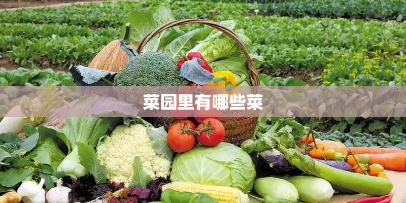 菜园里有哪些菜