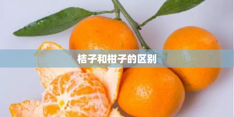 桔子和柑子的区别