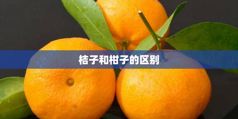 桔子和柑子的区别