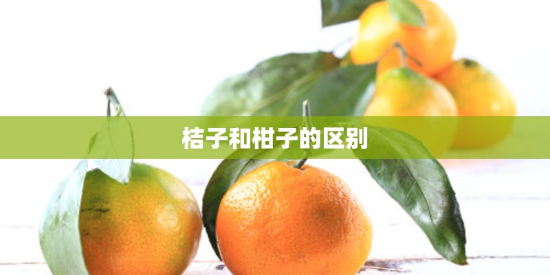 桔子和柑子的区别