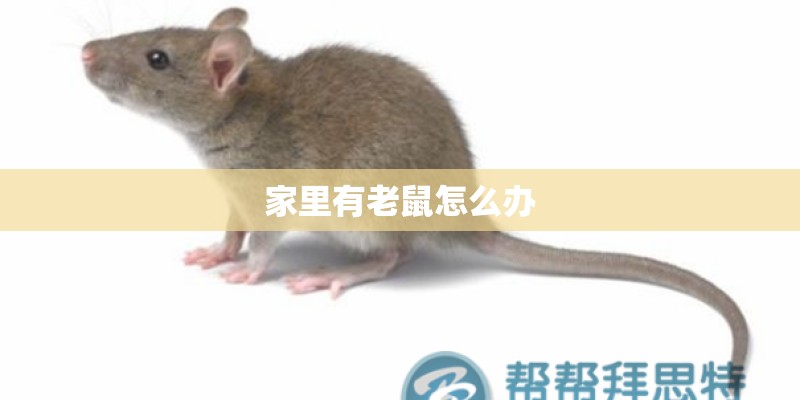 家里有老鼠怎么办