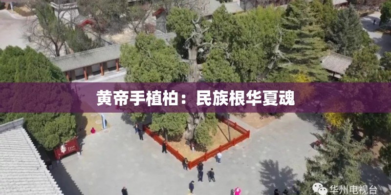 黄帝手植柏：民族根华夏魂