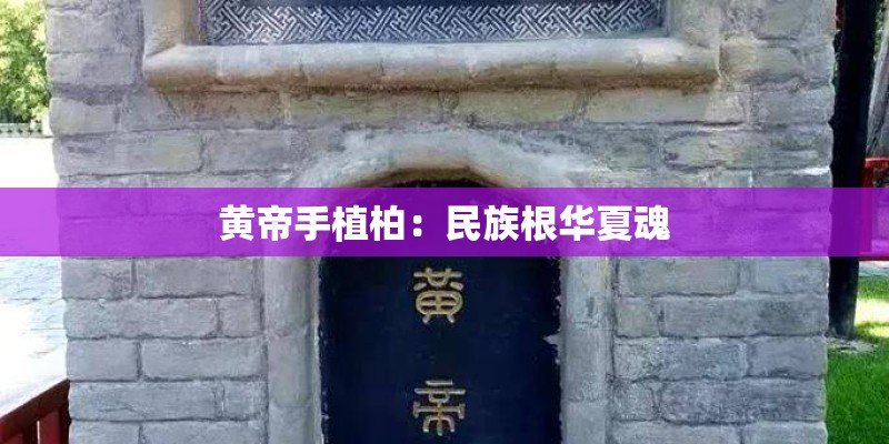 黄帝手植柏：民族根华夏魂