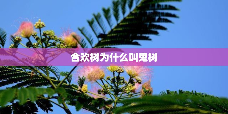 谁能帮我翻译一下BEATLES的nowhere man的歌词？