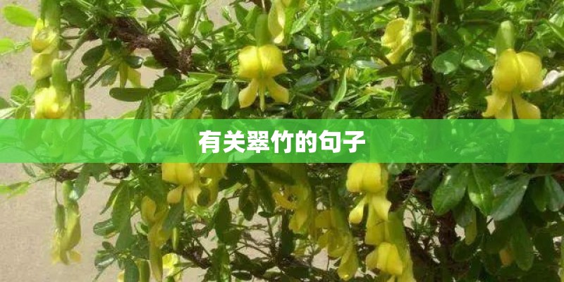 有关翠竹的句子