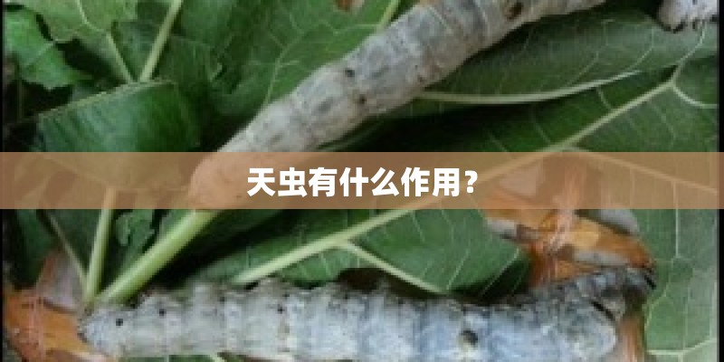 天虫有什么作用？
