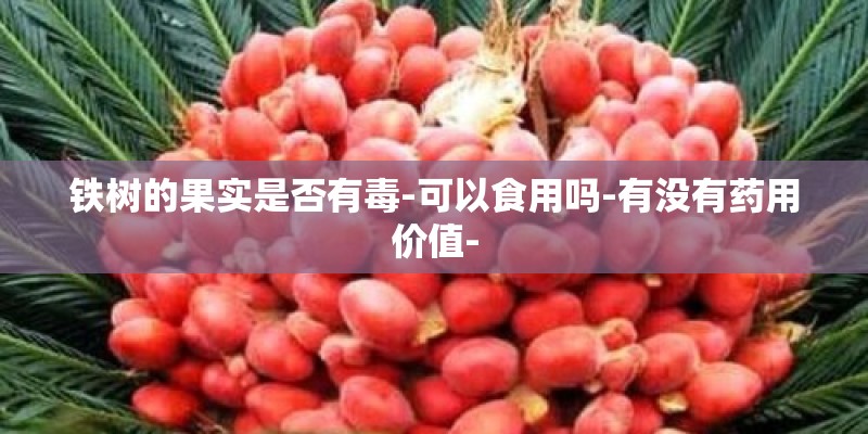 铁树的果实是否有毒-可以食用吗-有没有药用价值-