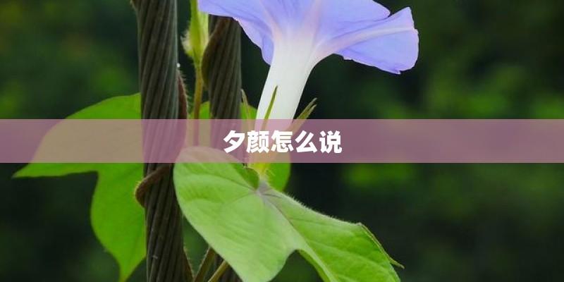 夕颜怎么说
