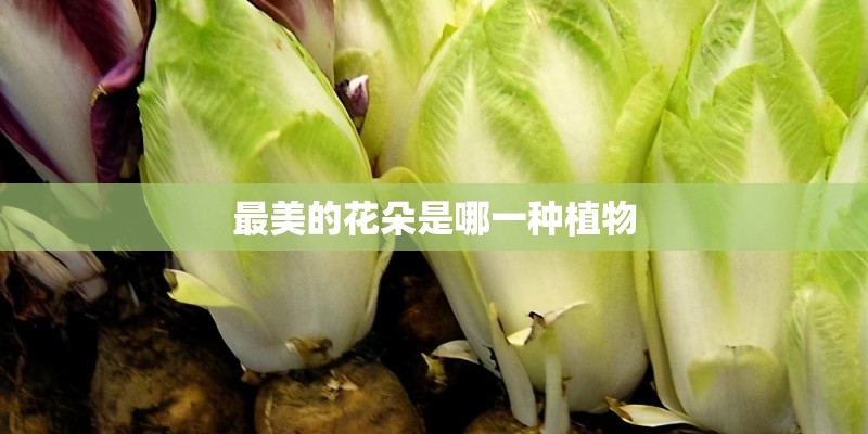 最美的花朵是哪一种植物