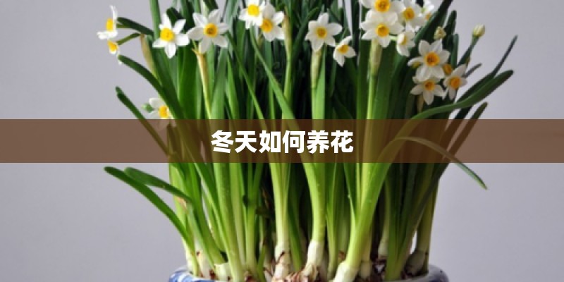 冬天如何养花