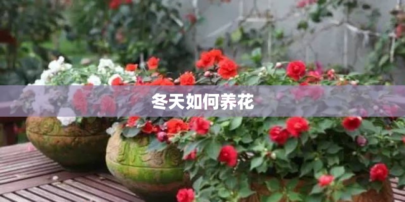 冬天如何养花