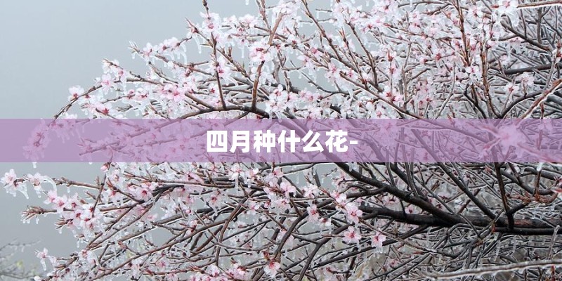 四月种什么花-