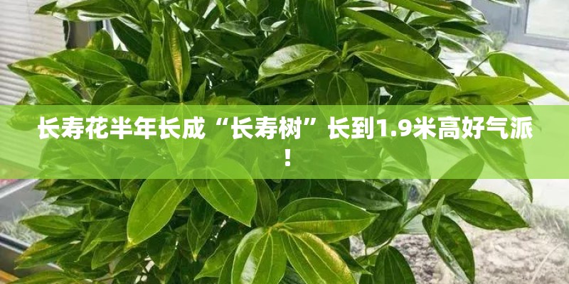 长寿花半年长成“长寿树”长到1.9米高好气派！