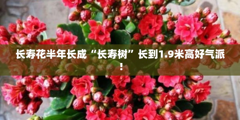 长寿花半年长成“长寿树”长到1.9米高好气派！