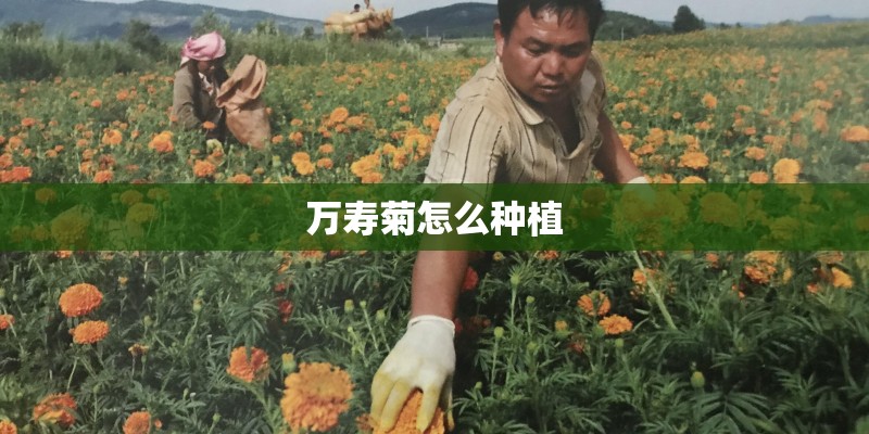 万寿菊怎么种植