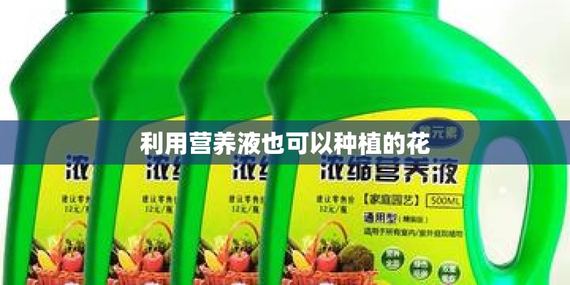 利用营养液也可以种植的花 利用营养液也可以种植的花