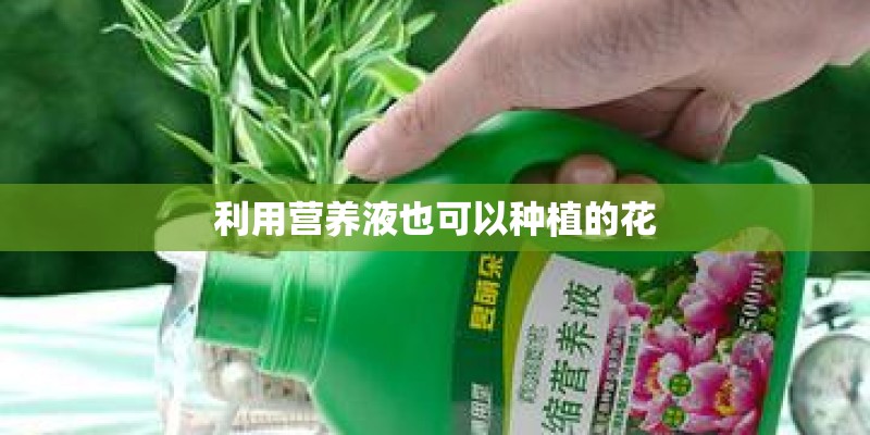 利用营养液也可以种植的花 利用营养液也可以种植的花