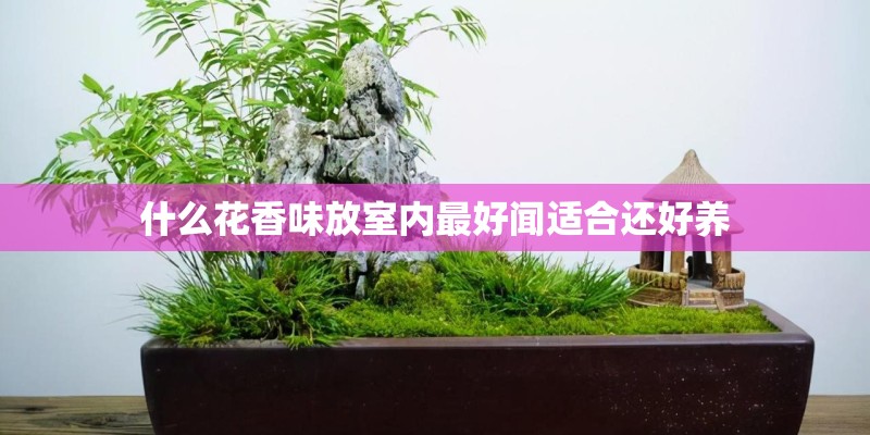 什么花香味放室内最好闻适合还好养