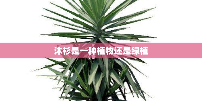 沐杉是一种植物还是绿植