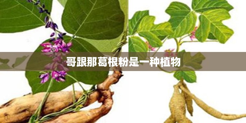 哥跟那葛根粉是一种植物