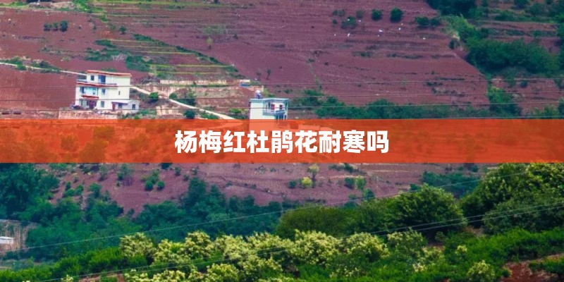 草莓怎么种植管理