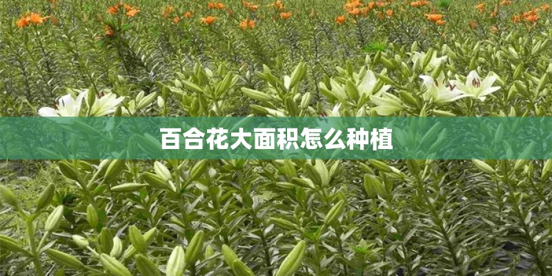 百合花大面积怎么种植