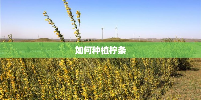 如何种植柠条