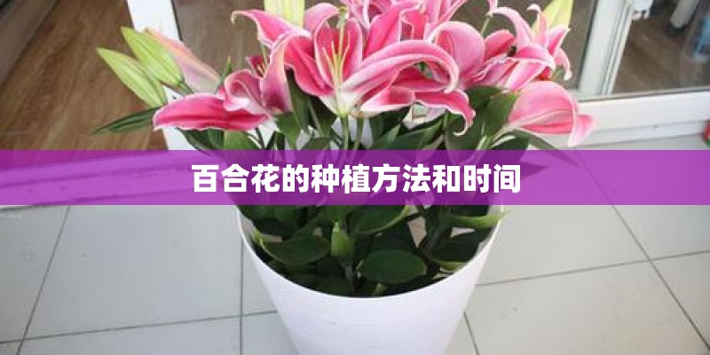 百合花的种植方法和时间