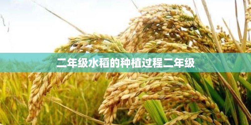二年级水稻的种植过程二年级