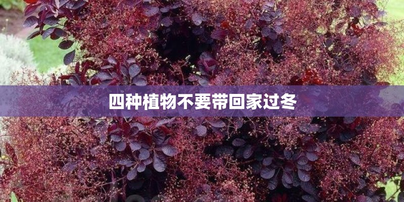 四种植物不要带回家过冬