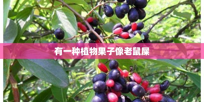 有一种植物果子像老鼠屎