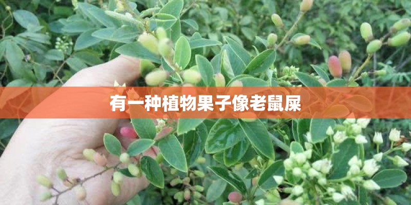 有一种植物果子像老鼠屎