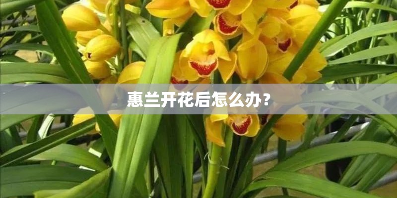 惠兰开花后怎么办？