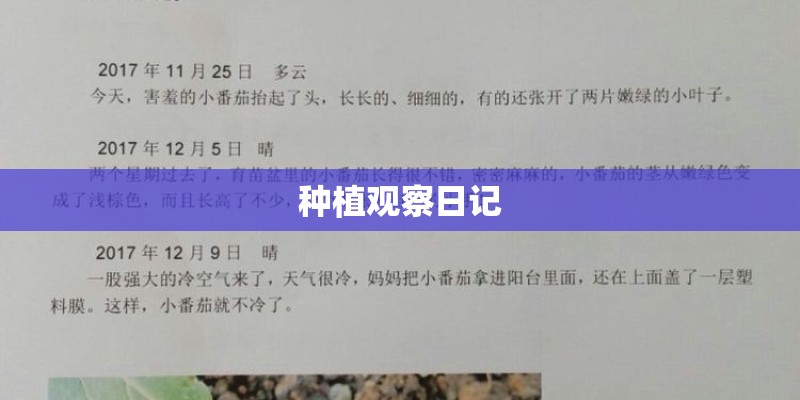 种植观察日记