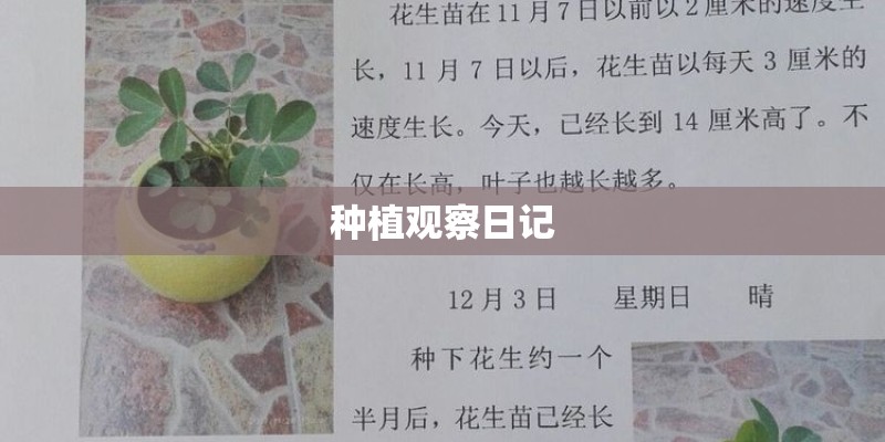 种植观察日记