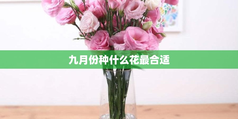九月份种什么花最合适