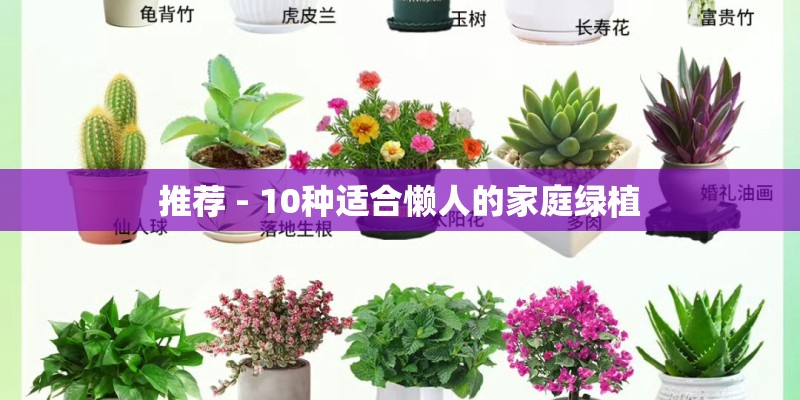 推荐 - 10种适合懒人的家庭绿植