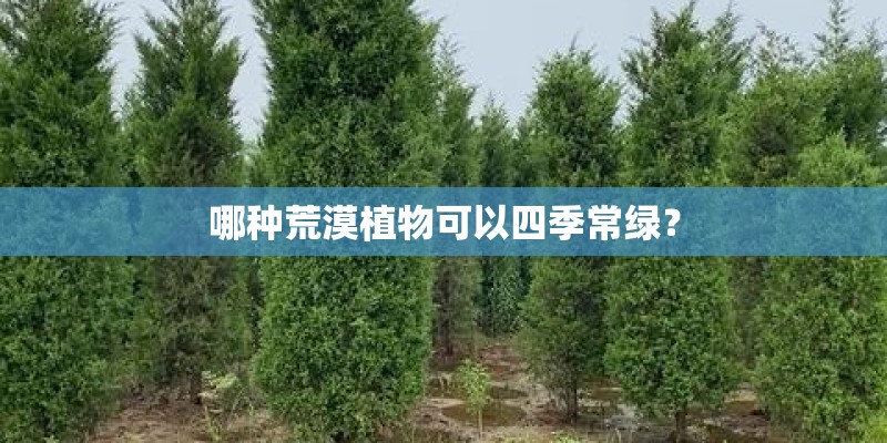 哪种荒漠植物可以四季常绿？